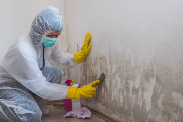 Best Certified Mold Removal  in Monticello, WI