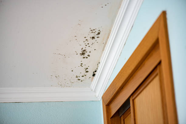 Best Toxic Mold Removal  in Monticello, WI