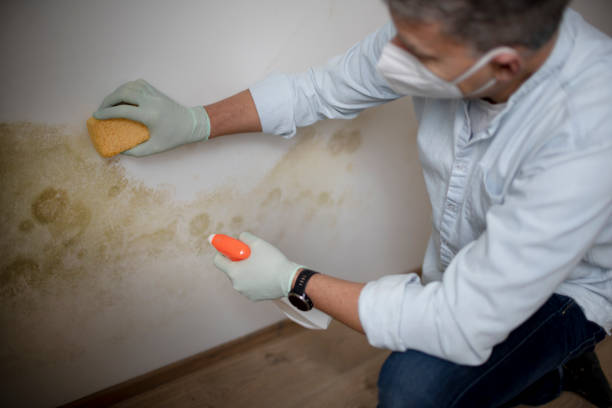 Best Emergency Mold Removal  in Monticello, WI