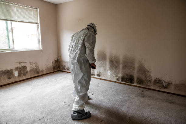 Best Attic Mold Removal  in Monticello, WI