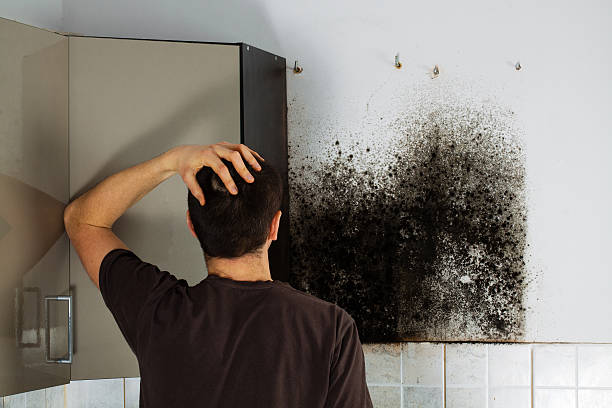 Best Affordable Mold Removal  in Monticello, WI