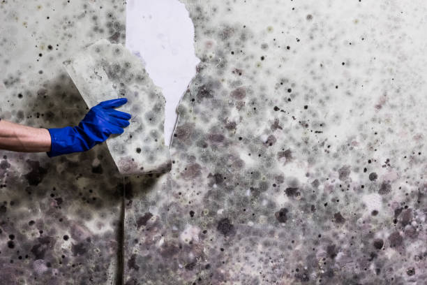 Best Water Damage Restoration  in Monticello, WI