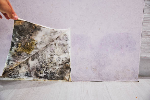 Best Same-Day Mold Removal  in Monticello, WI